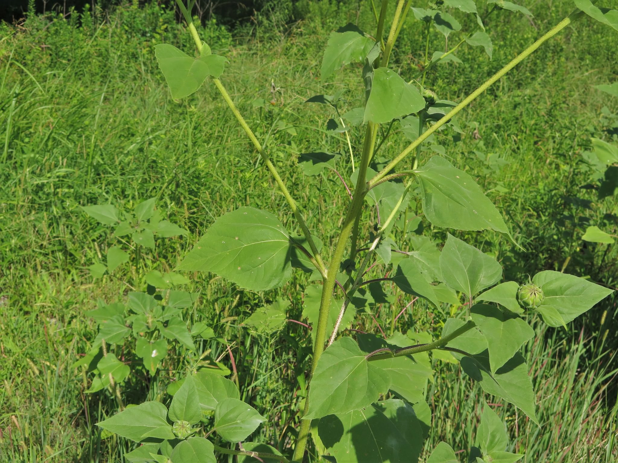 Helianthus annus